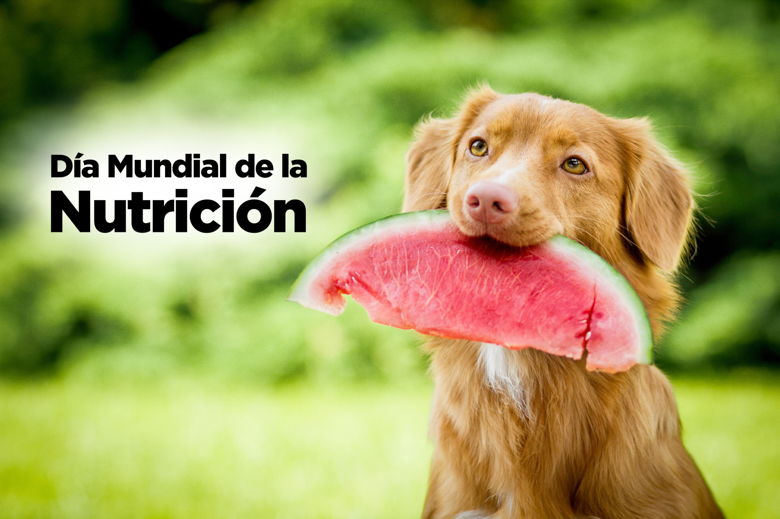 Las nueve reglas que todos los dueños de perros deben seguir en, parque  perro