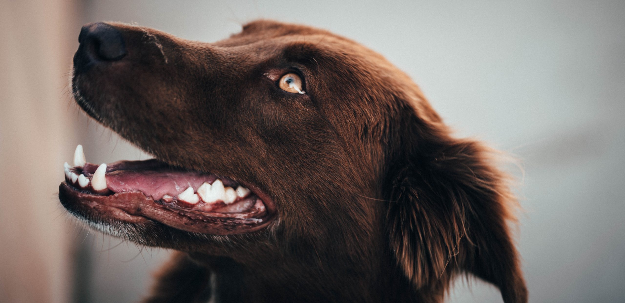 Las enfermedades bucales más comunes en perros