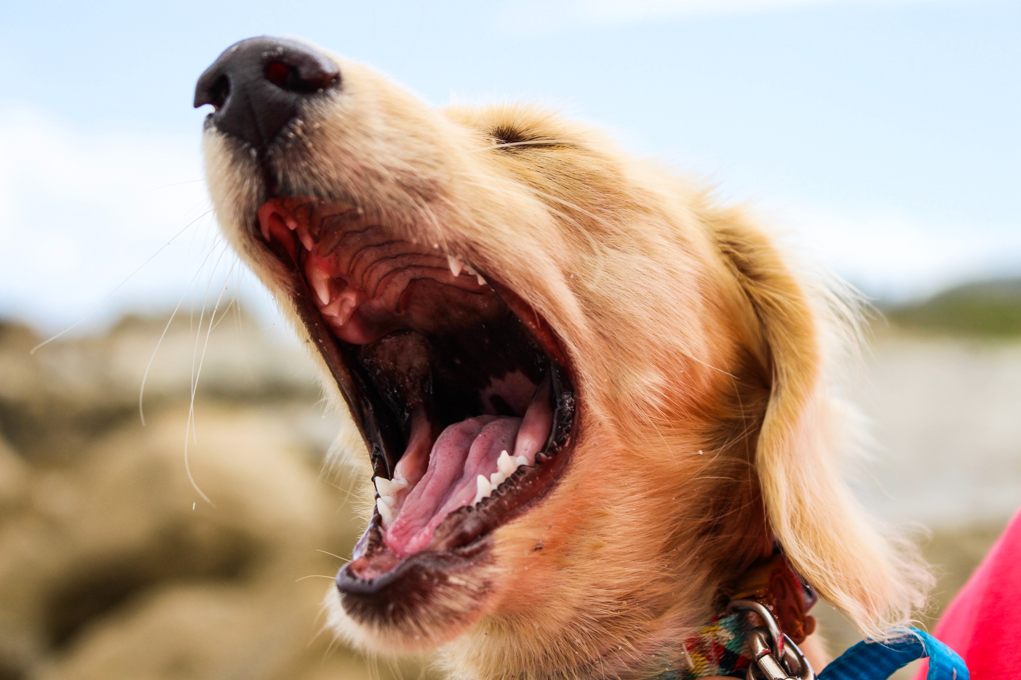 Las enfermedades bucales más comunes en perros