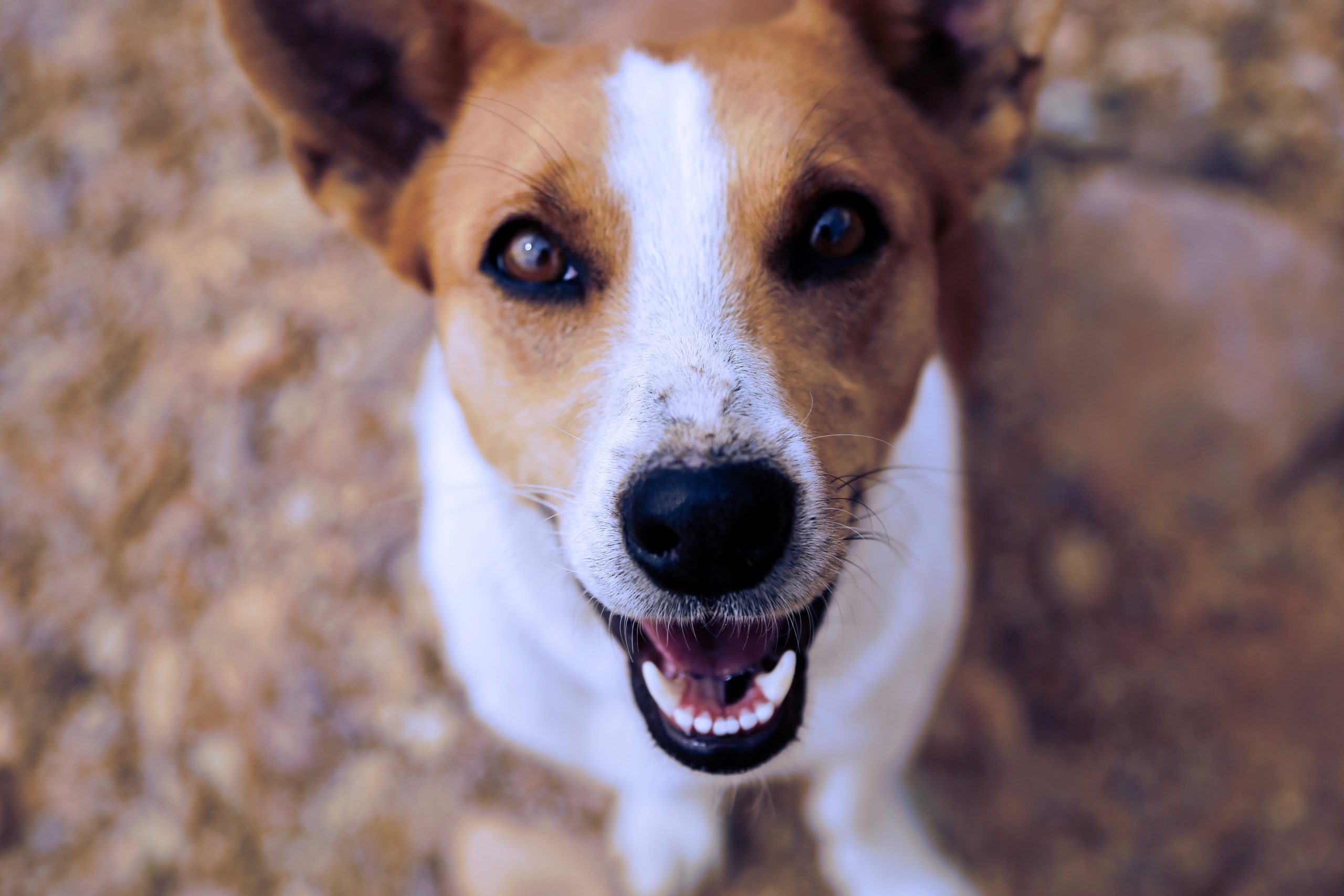 Las enfermedades bucales más comunes en perros