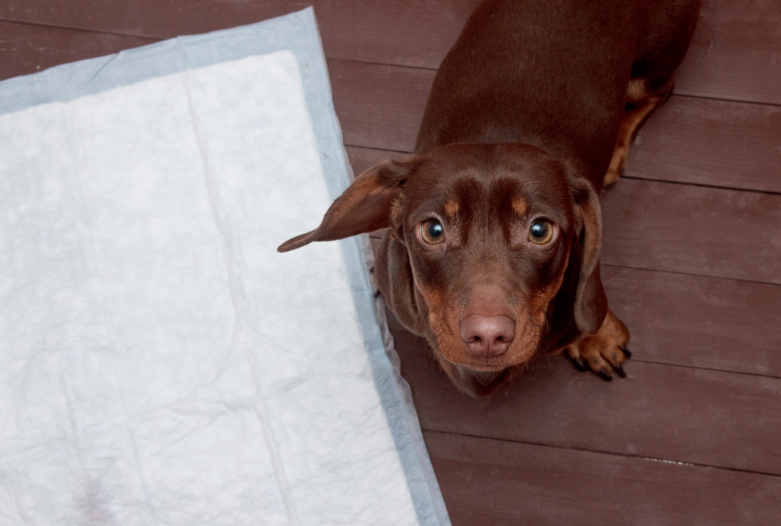 La incontinencia urinaria en perros