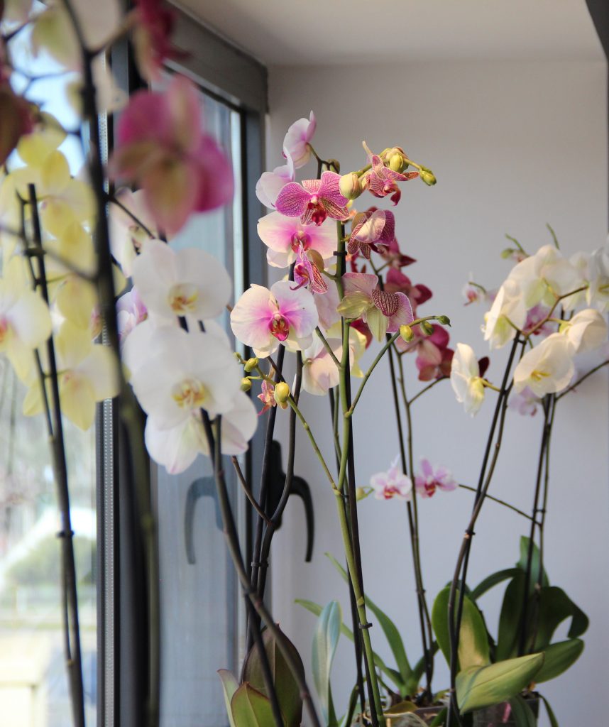 plantas_ofi-858x1024