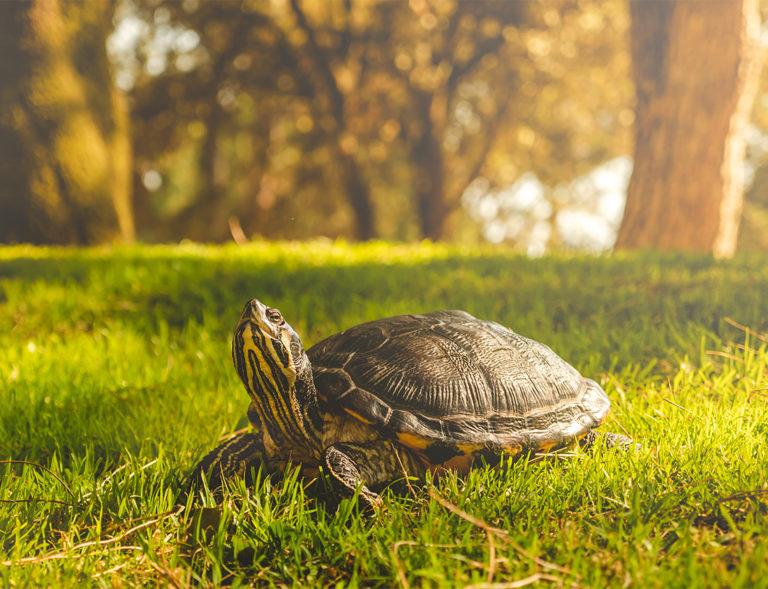 ¿Qué nos aportan los animales? Blog TerranovaCNC