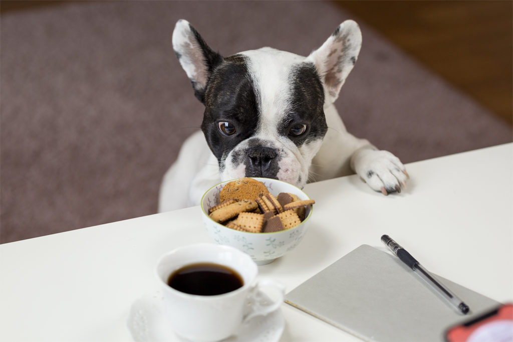 alimentos que no pueden comer los perros