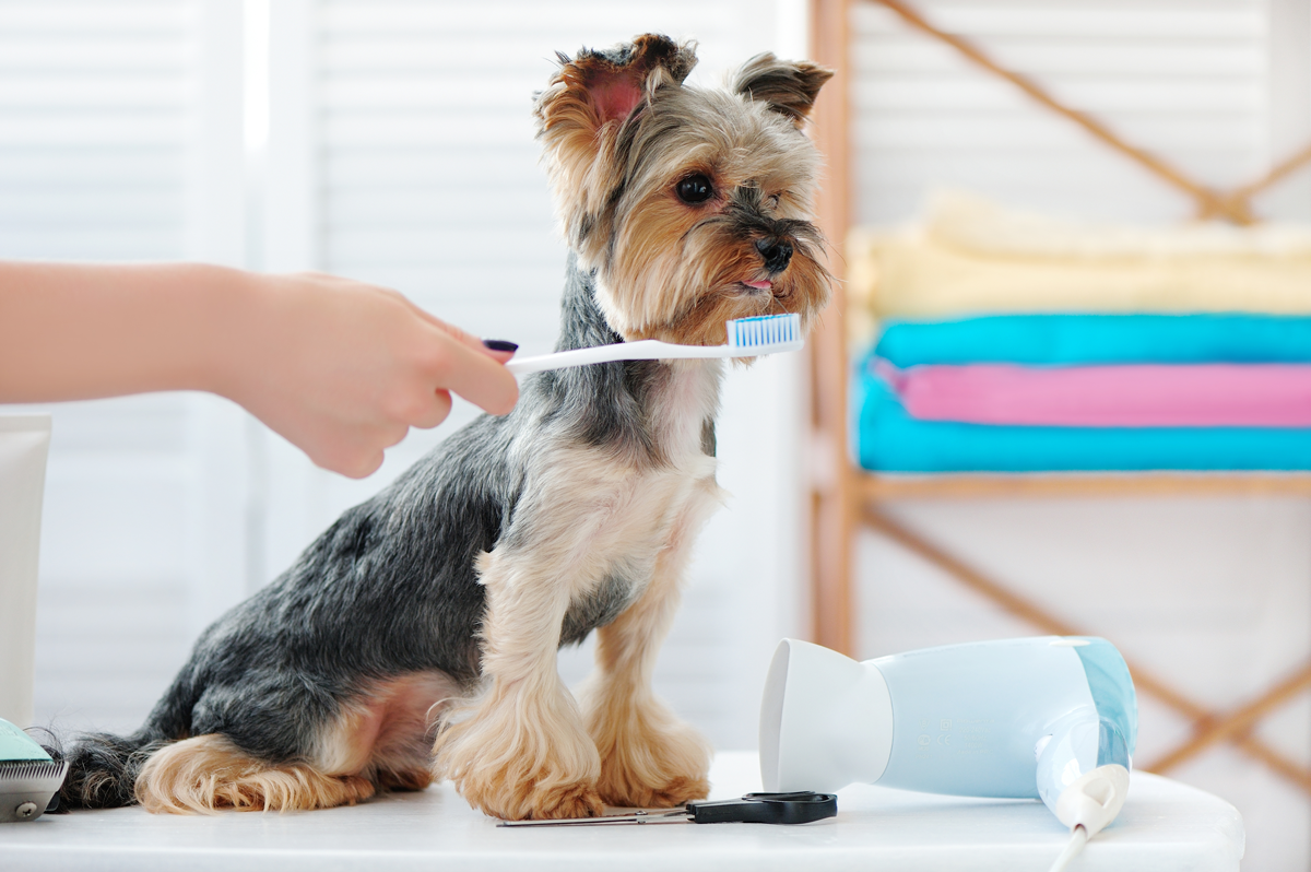 Consejos para una buena higiene dental de tu perro